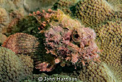 Scorpion Fish by John Harrison 